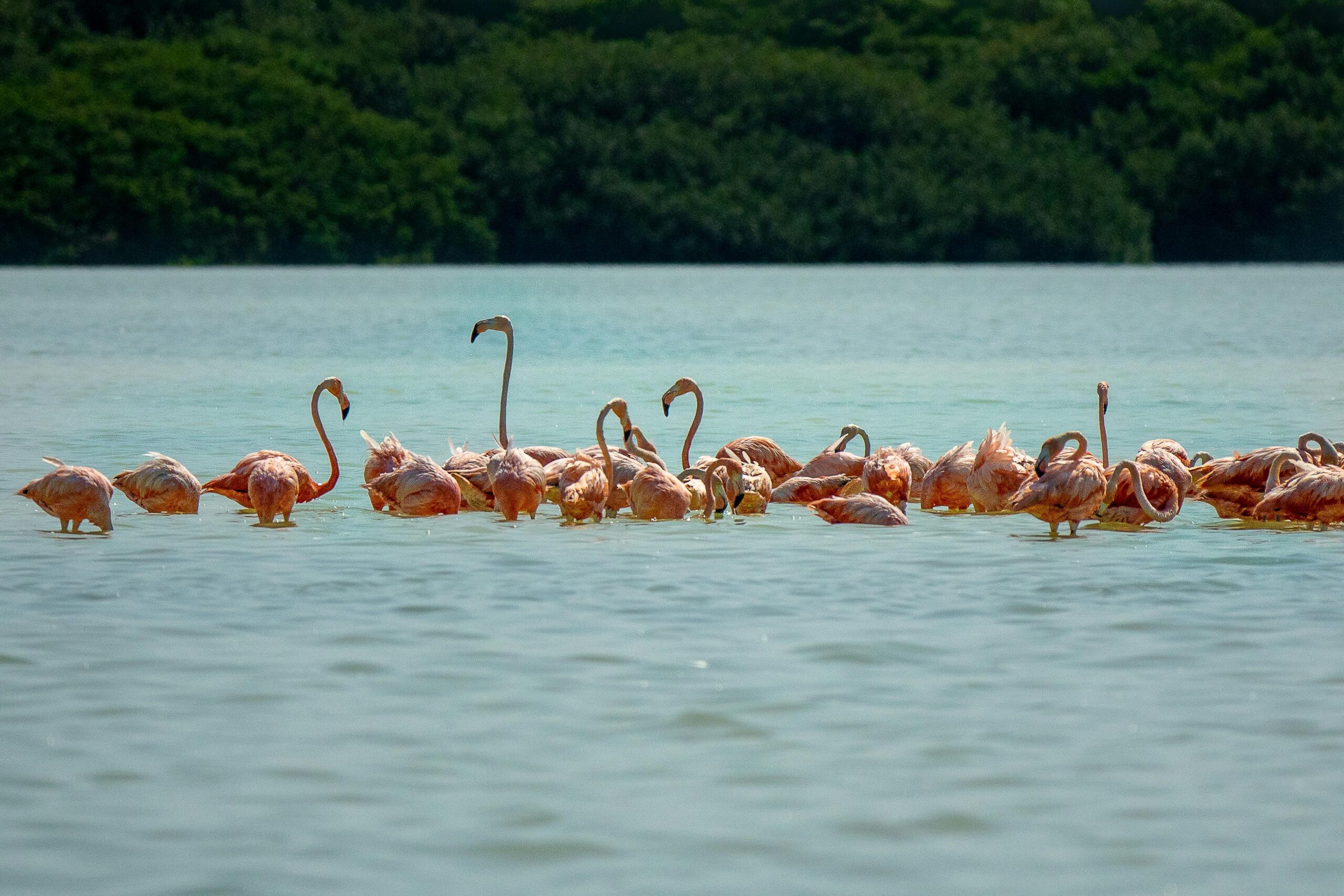 Flamingos near holbox mexico