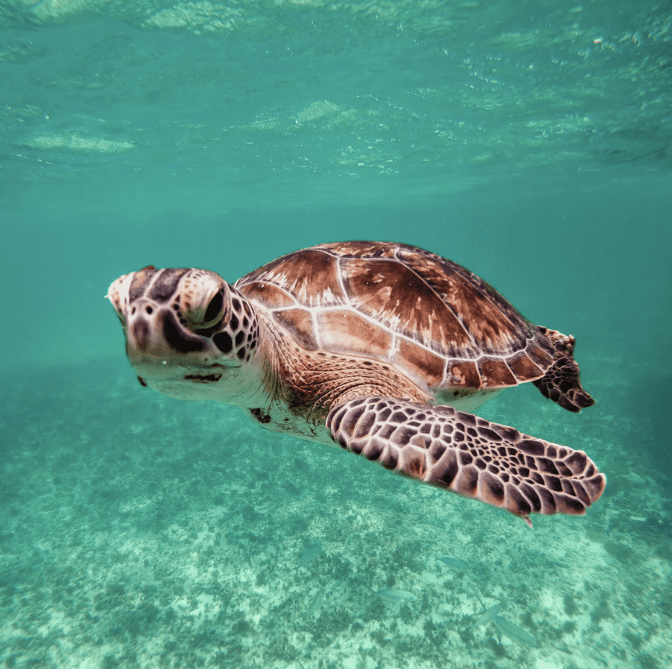 Sea turtle swimming in clear tropical water in Akumal